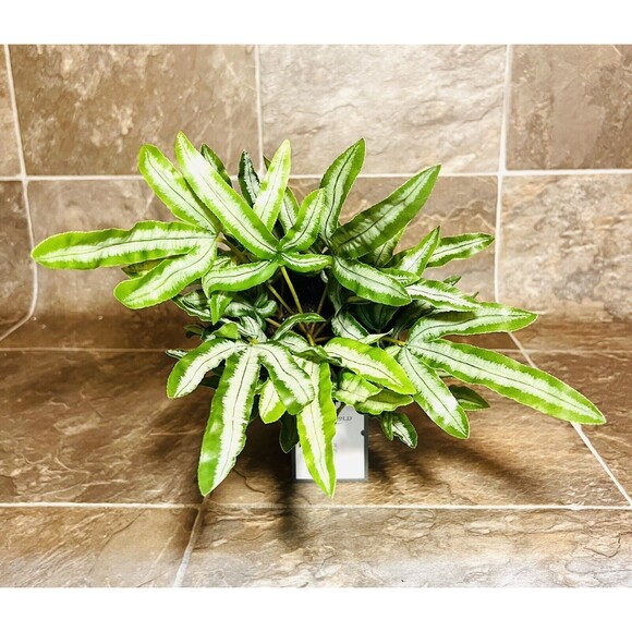 Threshold 12" Faux Fern Artificial Plant with Rattan Pot Basket - New - Picture 5 of 7